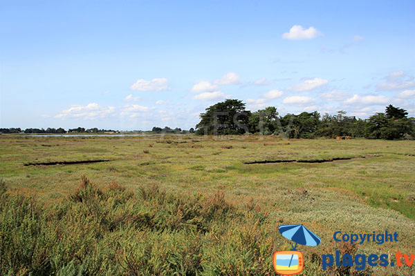 Paysage de polders